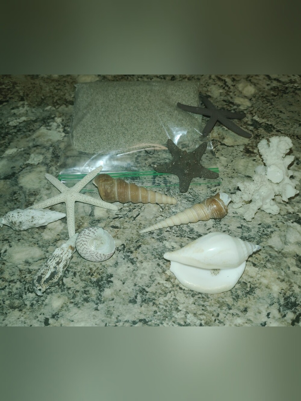 Natural Beach Seashell Decor Set in White, Tan, and Brown
